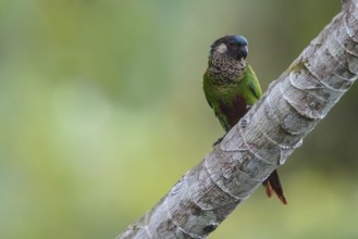 Painted Parakeet (Pyrrhura picta) perched on a branch in the rainforest of Guyana