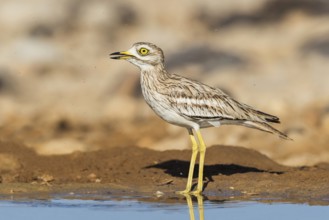Eurasian Stone-curlew (Burhinus oedicnemus), Negev, Israel