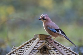 Eurasian Jay (Garrulus glandarius) at feeding house, Bavaria, Germany