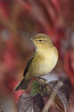 Common Chiffchaff (Phylloscopus collybita), Rhineland-Palatinate, Germany