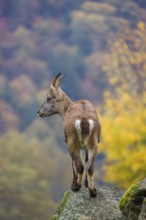 An adult female ibex (Capra ibex) stands on a rock. A forest in autumn colors can be seen in the