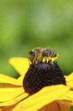 European honey bee (Apis mellifera), collecting nectar from a yellow coneflower (Echinacea
