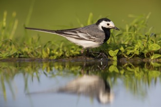 White wagtail, (Motacilla alba), animals, birds, family of wagtails and pipits, Beindersheim, Bad