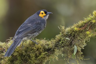 Common Smoky Honeyeater (Melipotes fumigatus) perched on a branch in Papua New Guinea