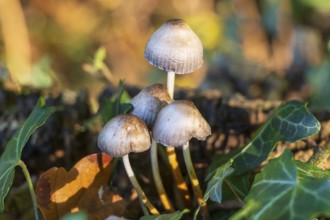 Helminths (Mycena), mushrooms on the forest floor, North Rhine-Westphalia, Germany