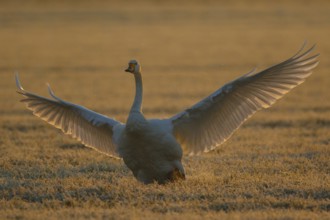 Whooper Swan (Cygnus cygnus) flapping, North Rhine-Westphalia, Germany