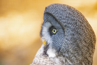 Great grey owl (Strix nebulosa), portrait, Bavaria, Germany