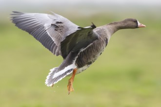 Greater White-fronted Goose (Anser albifrons) flying, North Rhine-Westphalia, Germany