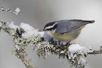 Red-breasted Nuthatch (Sitta canadensis), Minnesota, USA