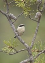 Pygmy Nuthatch (Sitta pygmaea) perched on a conifer branch, Colorado, USA