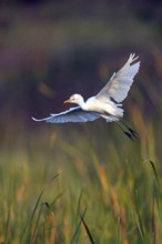 Cattle egret (Bubulcus ibis), flight photo, Raysut, Salalah, Dhofar, Oman