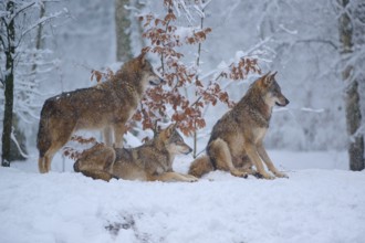 Three wolves in the wintry forest, lingering in the bright snowy landscape, Winter, Wolf (Canis