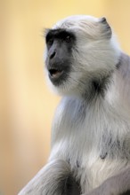 Northern plains gray langur (Semnopithecus entellus), adult, portrait, alert