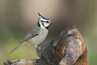 Bridled Titmouse (Baeolophus wollweberi), Arizona, USA
