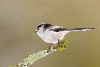Long-tailed Tit (Aegithalos caudatus), sitting on a lichen-covered branch, Wildlife, Animals,
