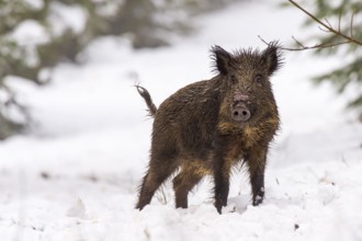 Wild boar (Sus scrofa) in the snow, Melle, Lower Saxony, Germany
