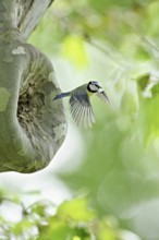 Blue tit (Parus caeruleus), with faeces in its beak on departure from the breeding den, Canton Zug,