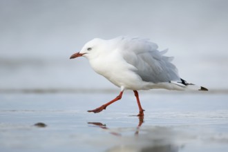 Silver Gull (Chroicocephalus novaehollandiae), Victoria, Australia