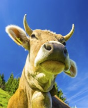 Single dairy cow, Allgäu Braunvieh, alpine meadow, near Oberstdorf, Allgäu, Bavaria, Germany