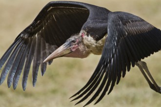 Marabou Stork (Leptoptilos crumenifer) flying, Masai Mara, Kenya