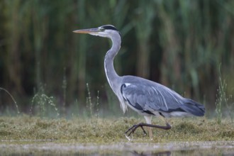 Grey Heron (Ardea cinerea) foraging, North Rhine-Westphalia, Germany