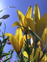 Yellow lily (Lilium cultorum) in front of a blue sky, photographed from a frog's perspective
