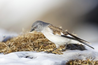 Snowfinch (Montifringilla nivalis), Valais, Switzerland