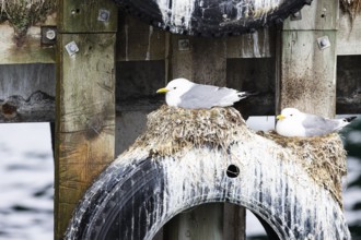 Black-legged kittiwake (Rissa tridactyla), two birds sitting on nests on an old car tyre, Vardø,