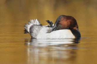 Canvasback (Aythya valisineria) male, British Columbia, Canada