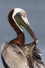 Brown Pelican (Pelecanus occidentalis) preening, Florida, USA