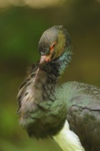 The black stork preens itself in the greenery, its feathers shimmering in various shades of brown