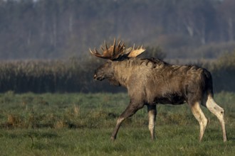 A bull moose (Alces alces) walks across a meadow, October, Denmark
