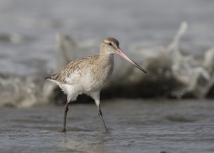 Bar-tailed Godwit (Limosa lapponica) foraging, Gambia