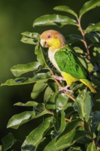 White-bellied Parrot (Pionites leucogaster) perched on a branch in the Amazon of Brazil