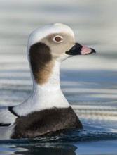 Long-tailed Duck (Clangula hyemalis) male, Alaska, USA