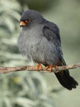 Red-footed Falcon (Falco vespertinus) male Hungary
