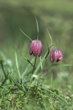 Snake's head fritillary (Fritillaria meleagris), in a meadow, Wilden, North Rhine-Westphalia,