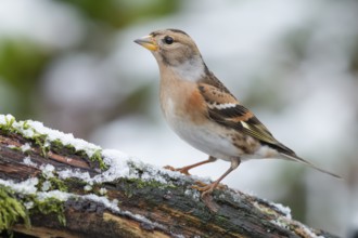 Brambling (Fringilla montifringilla) female perched on a branch, Lower Saxony, Germany