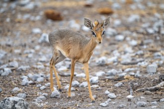 Damara dik-dik or kirk dik-dik (Madoqua kirkii), adult animal in the undergrowth, Etosha National