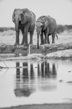 African elephant (Loxodonta africana), two elephants drinking at a waterhole, reflection, black and
