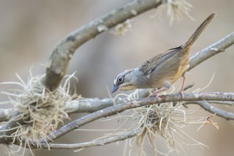 Oaxaca Sparrow (Aimophila notosticta) perched on a branch in Oaxaca, Mexico