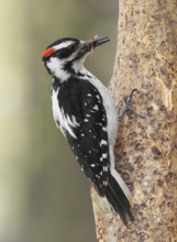 Hairy Woodpecker (Leuconotopicus villosus) male, British Columbia, Canada