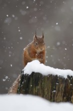 Red squirrel (Sciurus vulgaris) adult animal feeding on a nut on a tree stump covered in snow in