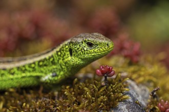 Sand lizard, (Lacerta agilis), climbs on rock, animal, animals, reptile, reptiles, scaly lizards,