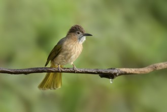 Mountain Bulbul (Ixos mcclellandii), Yunnan, China
