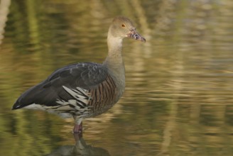 Plumed Whistling Duck (Dendrocygna eytoni), Florida, USA