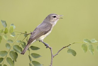 Warbling Vireo (Vireo gilvus), Maryland, USA
