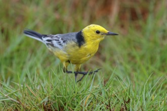 Citrine wagtail, (Motacilla citreola), foraging in a biotope, Middle East, Oman, songbird, family