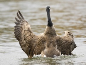 A Canada goose flaps its wings after plumage care, Ümminger See, Bochum, North Rhine-Westphalia,