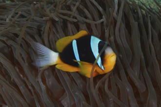 Allard's clownfish (Amphiprion allardi)